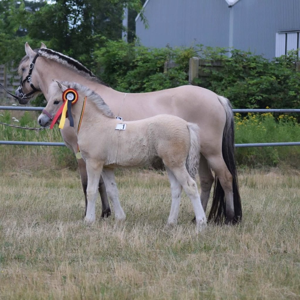 Fjord merrieveulen - Limburgs veulenkampioen 2026, Animaux & Accessoires, Poney d'attelage, Avec pedigree, Poney D (1.37 m à 1.48m)