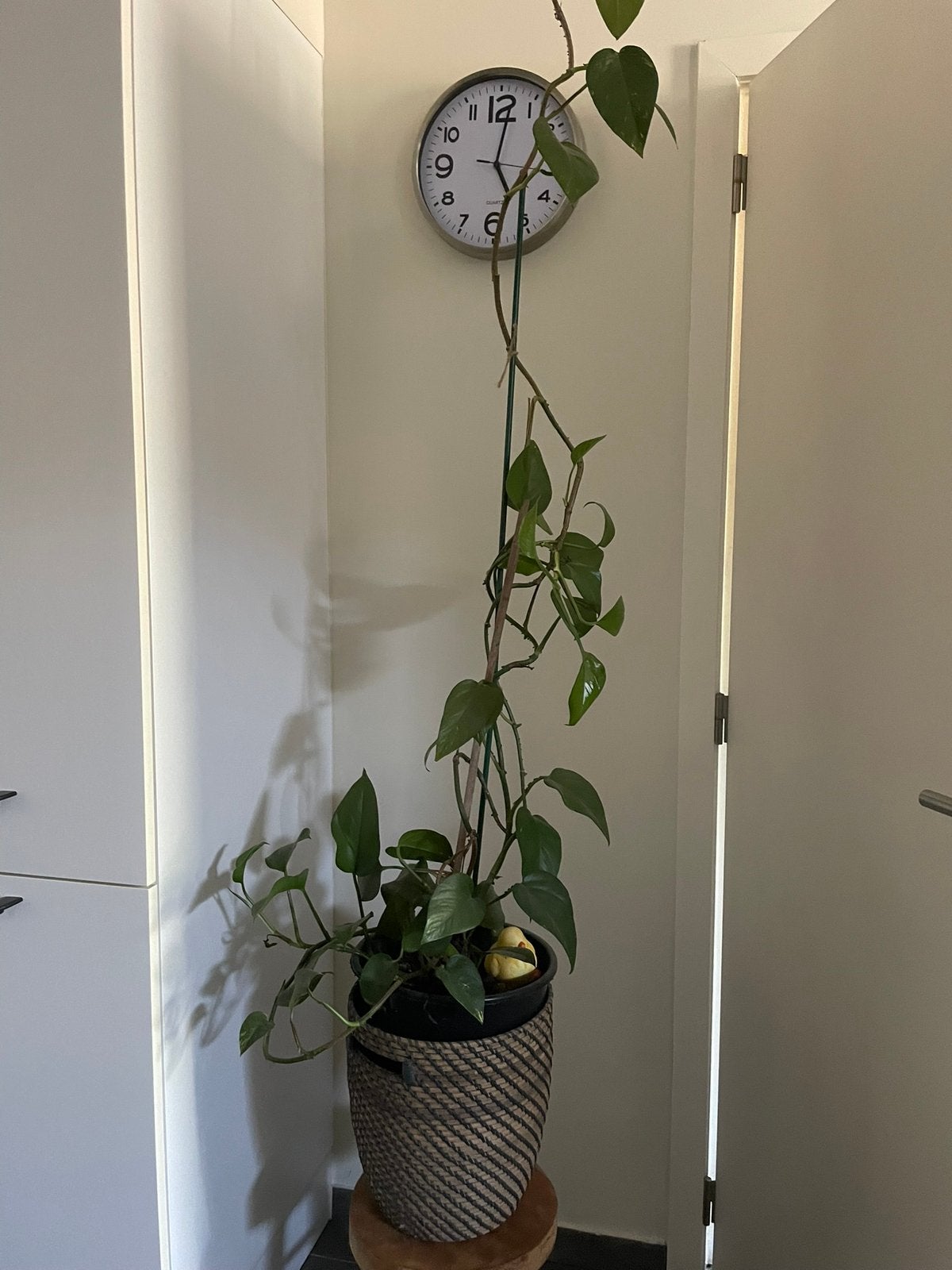 Klimplant, Tuin en Terras, Ophalen