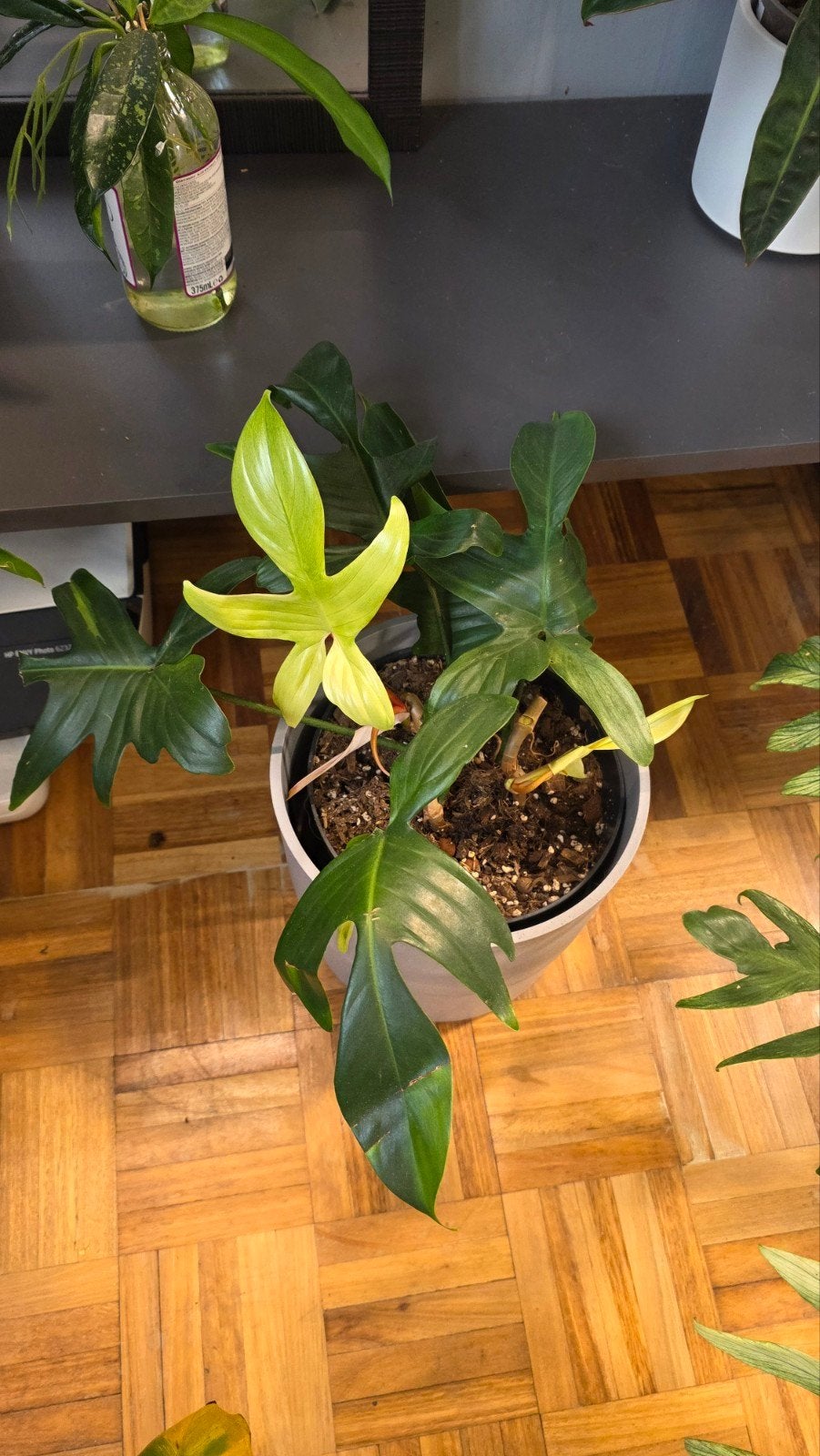 philodendron florida ghost, Enlèvement ou Envoi