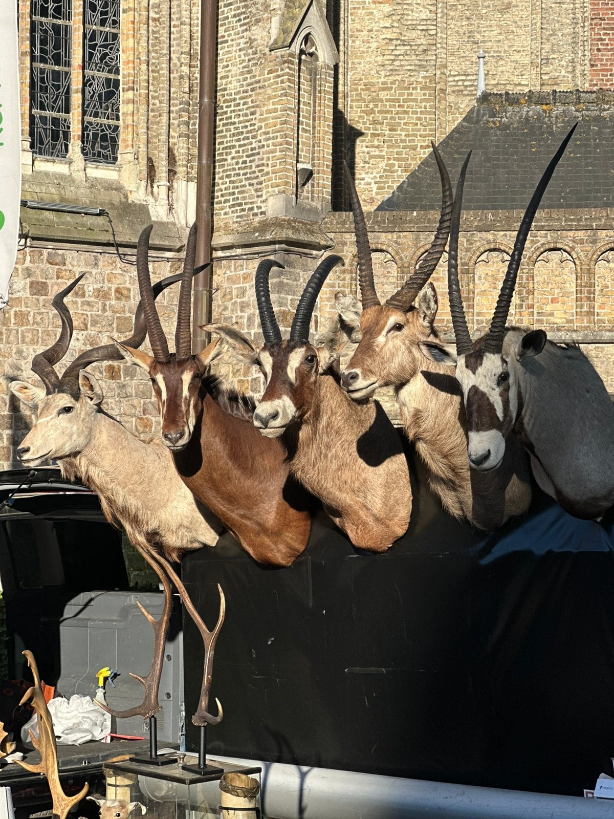 24 fotos taxidermie te koop, Enlèvement