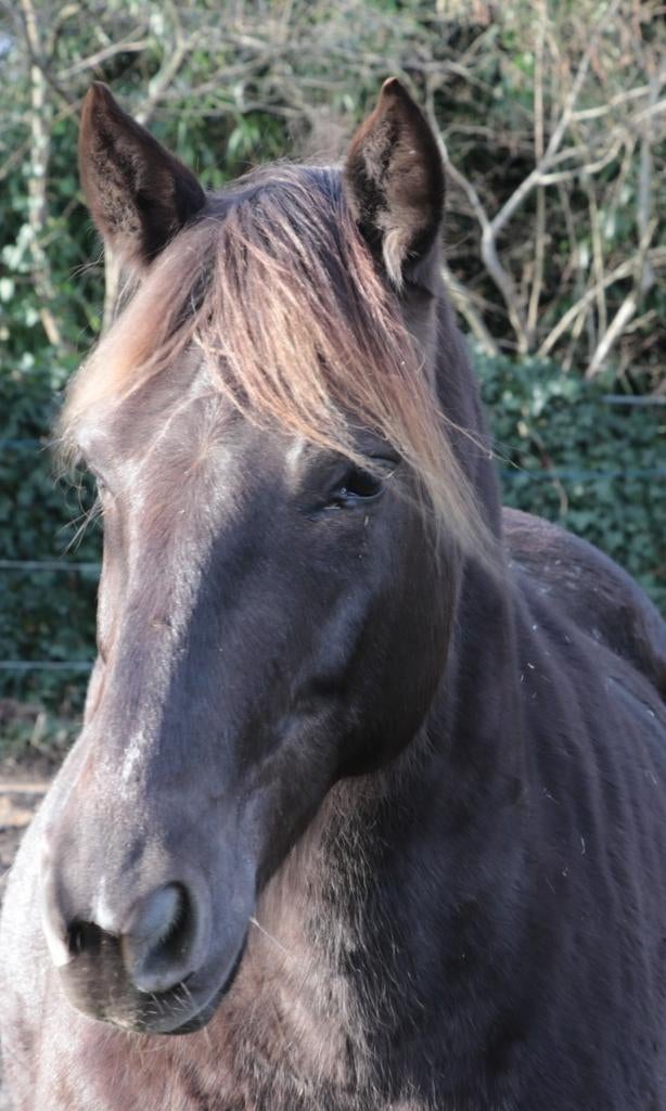 Paardenoppas tijdens vakanties