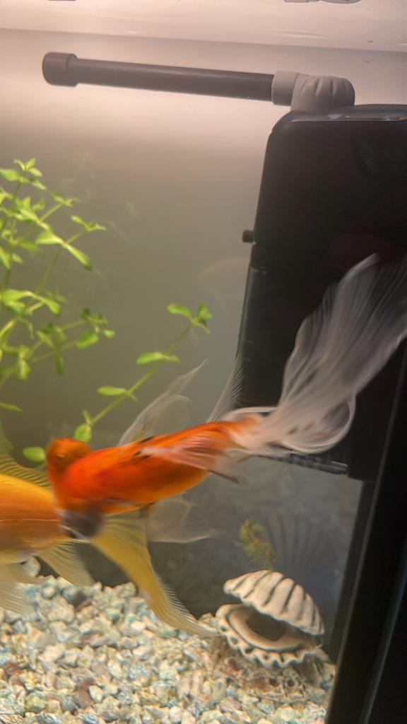Gezocht gratis sluierstaart omwille van groot verdriet ;), Dieren en Toebehoren, Vissen | Aquariumvissen, Vis, Zoetwatervis