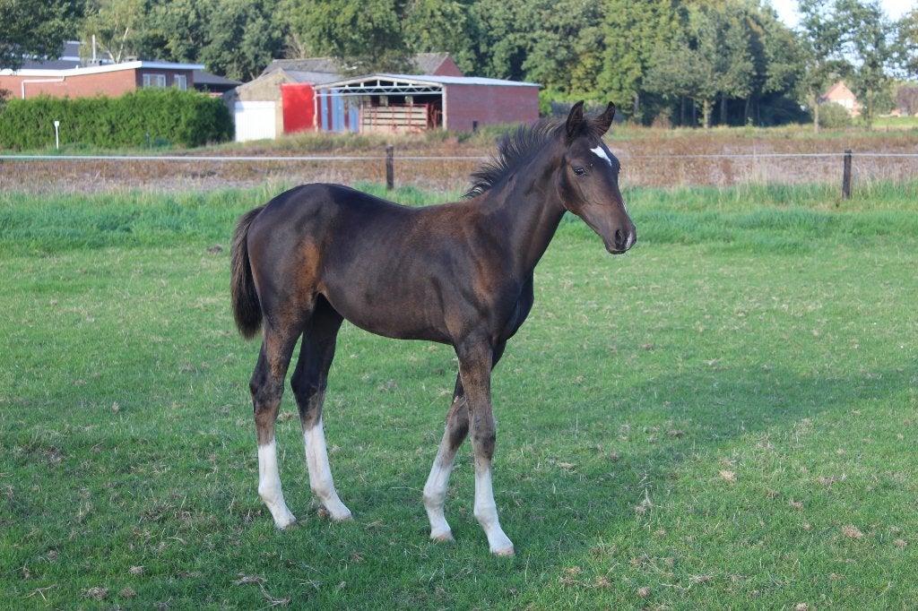 Merrieveulen van de hengst O FREDERIC, Dieren en Toebehoren, Merrie, Dressuurpaard, Met stamboom, 0 tot 2 jaar