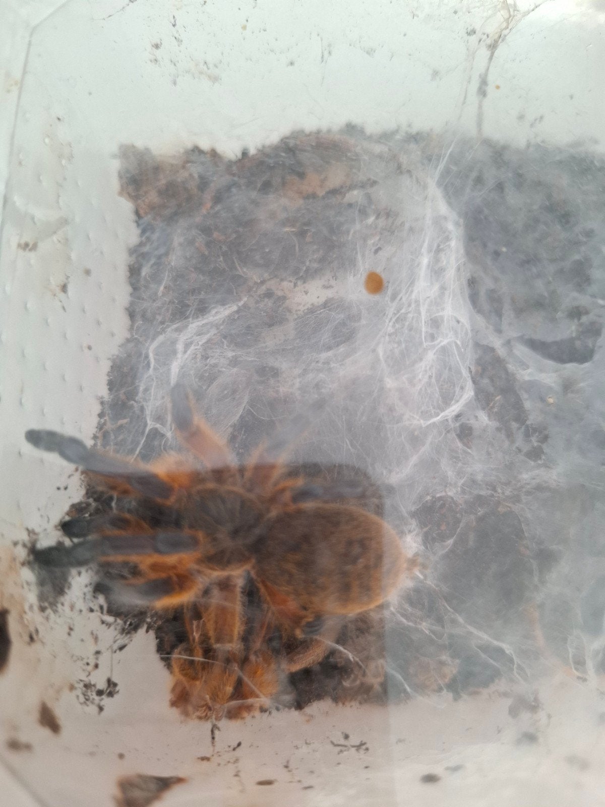 Harpactira pulchripes vogelspin, Dieren en Toebehoren