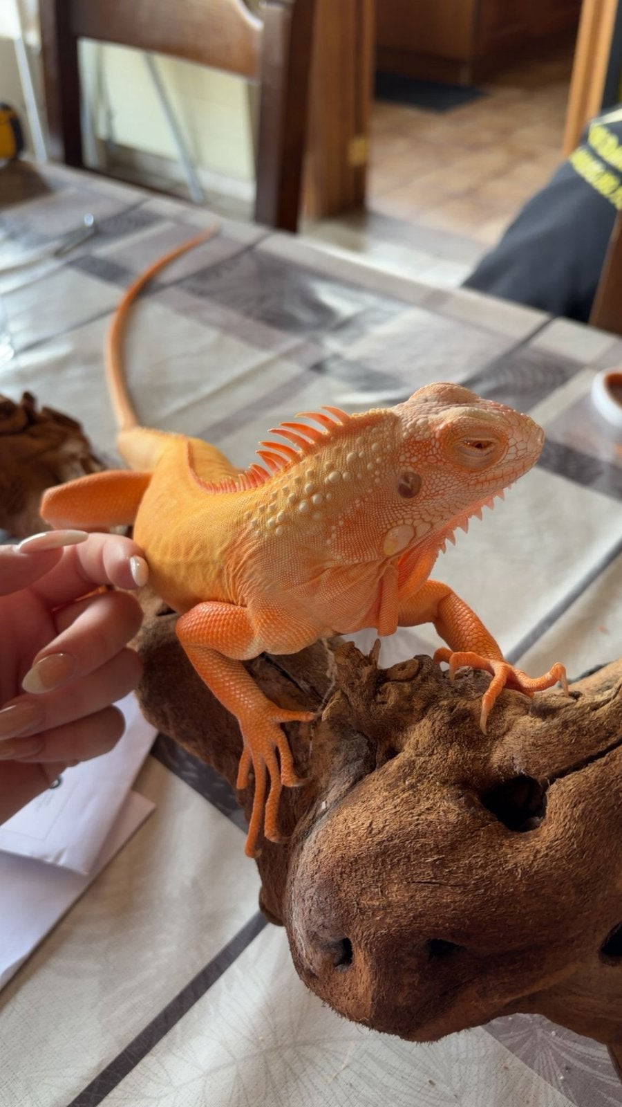 Leguaan albino red, Met terrarium