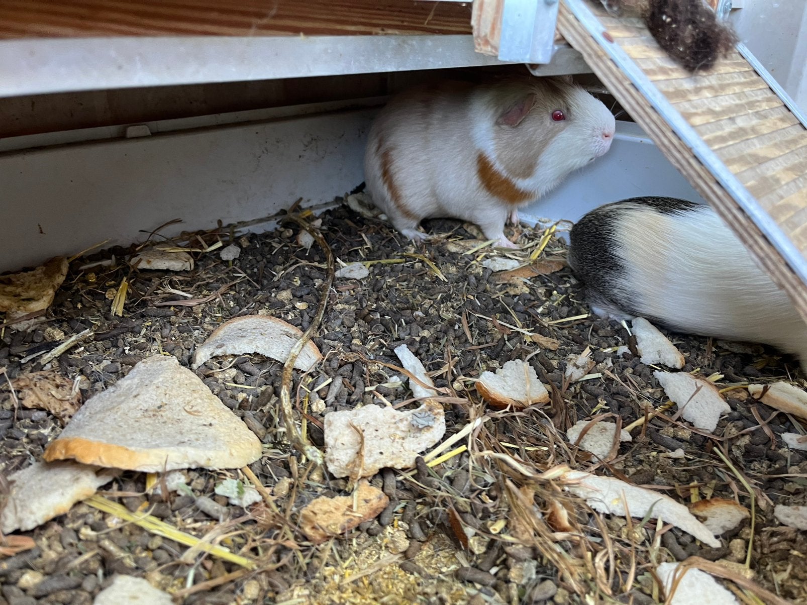 Cochon d'Inde mâle à vendre 5 pièces, Janvier, Cobaye