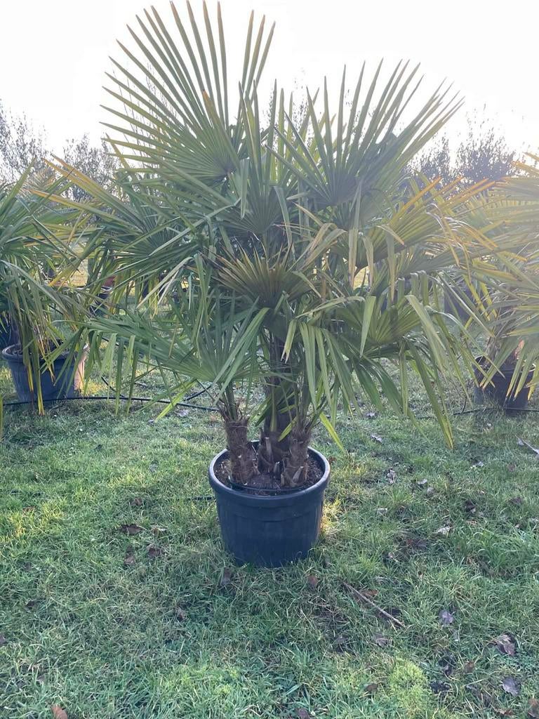 ‼️palmbomen trachycarpus fortunei meerstammig ‼️, Tuin en Terras, Ophalen