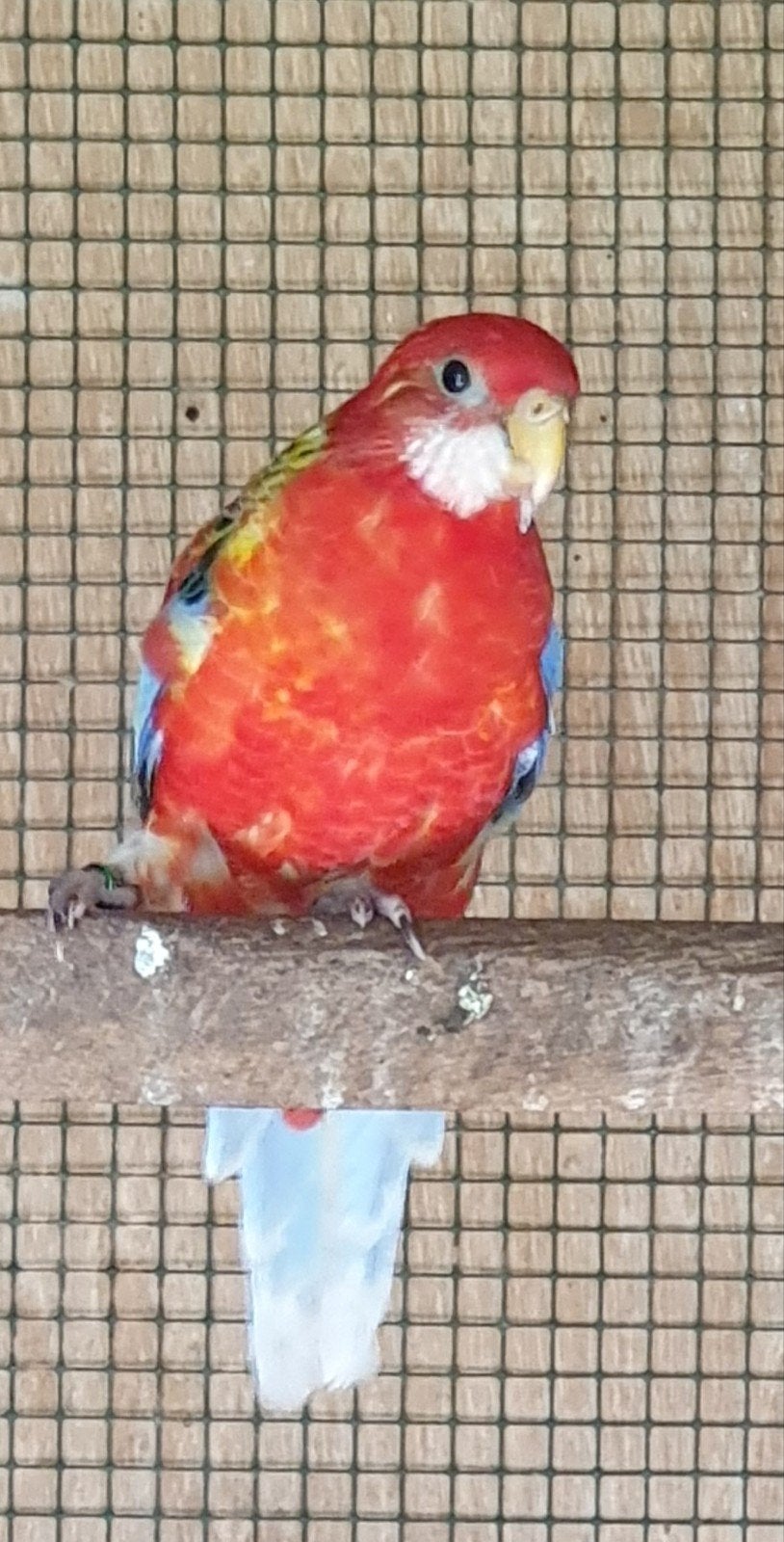 Rosella's plus 1gratis., Dieren en Toebehoren, Vogels | Parkieten en Papegaaien, Meerdere dieren, Parkiet, Geringd