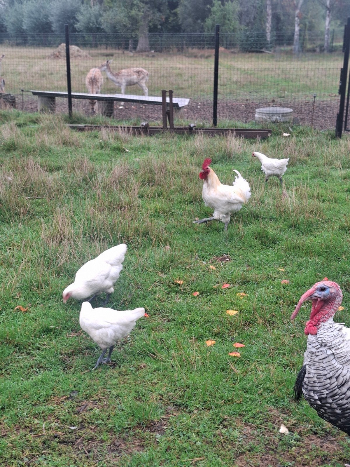 poel de bresse 2hane, Dieren en Toebehoren
