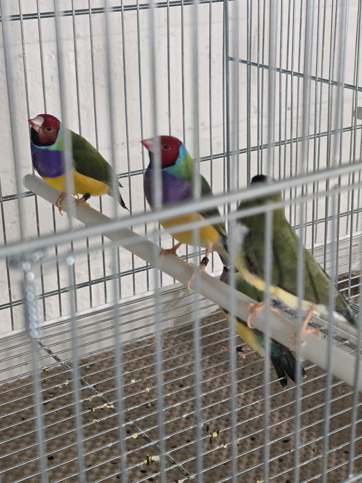Gouldamadines 3 mannen en 2 popjes

koppel 50€
losse man 25%, Meerdere dieren, Tropenvogel, Geringd