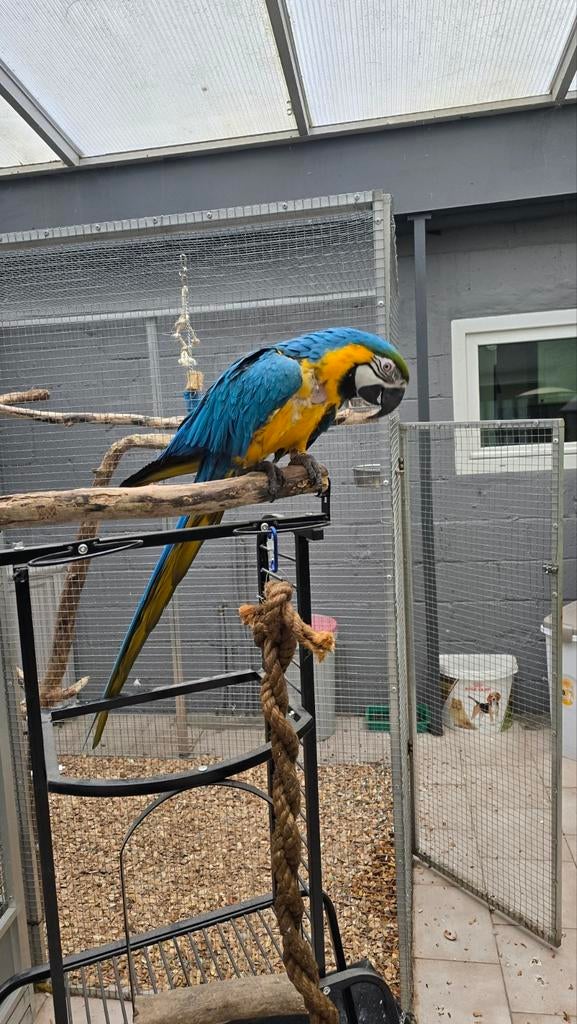 Mâle ara ararauna apprivoisé, Dieren en Toebehoren, Vogels | Parkieten en Papegaaien, Mannelijk