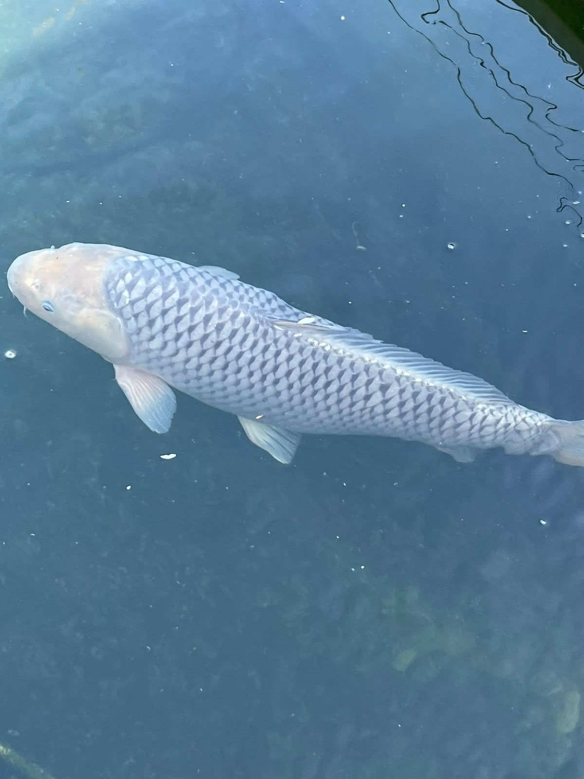 Soragoi 60 cm