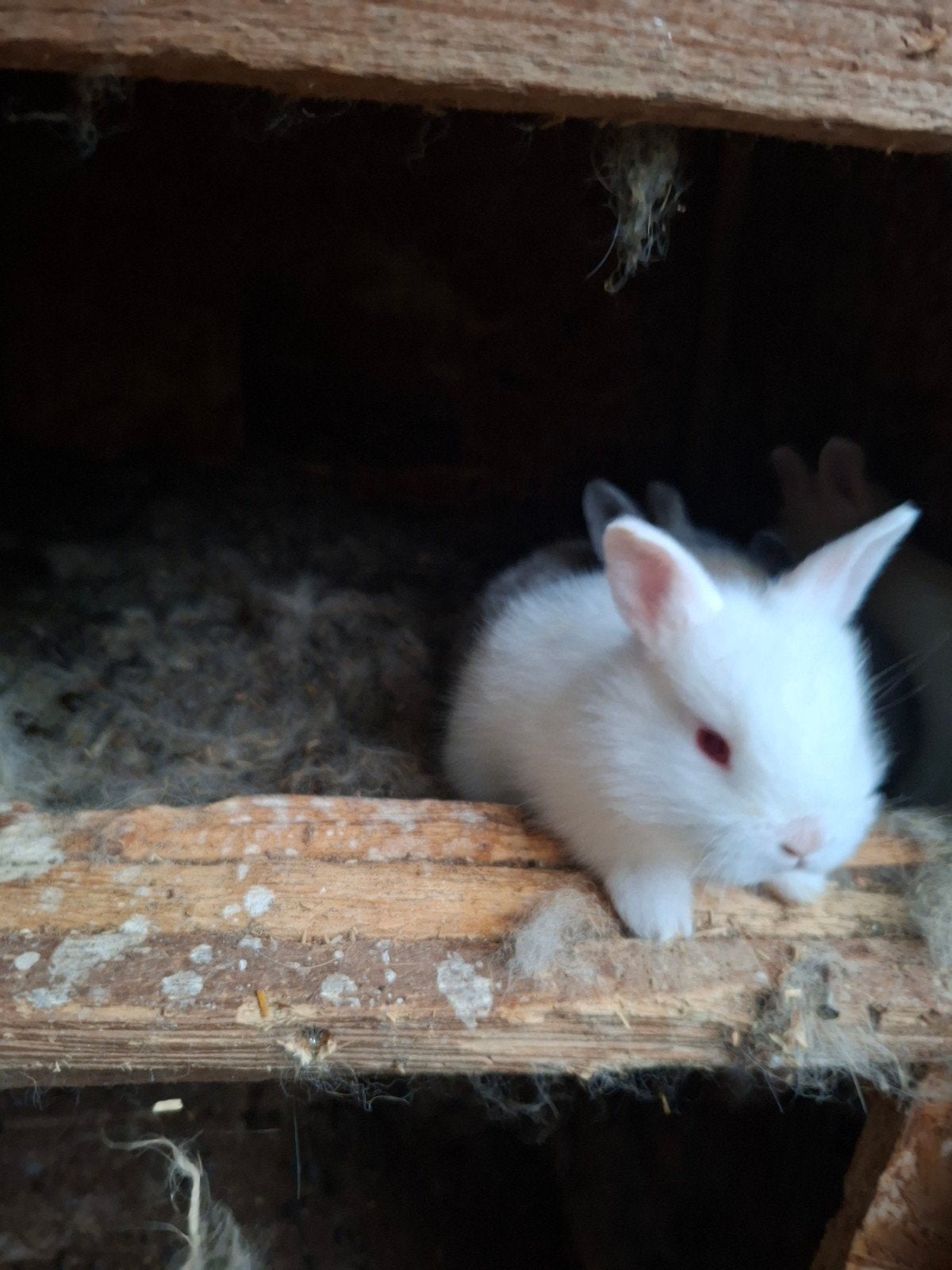 Lapin nain à vendre, Plusieurs animaux, Nain, 0 à 2 ans