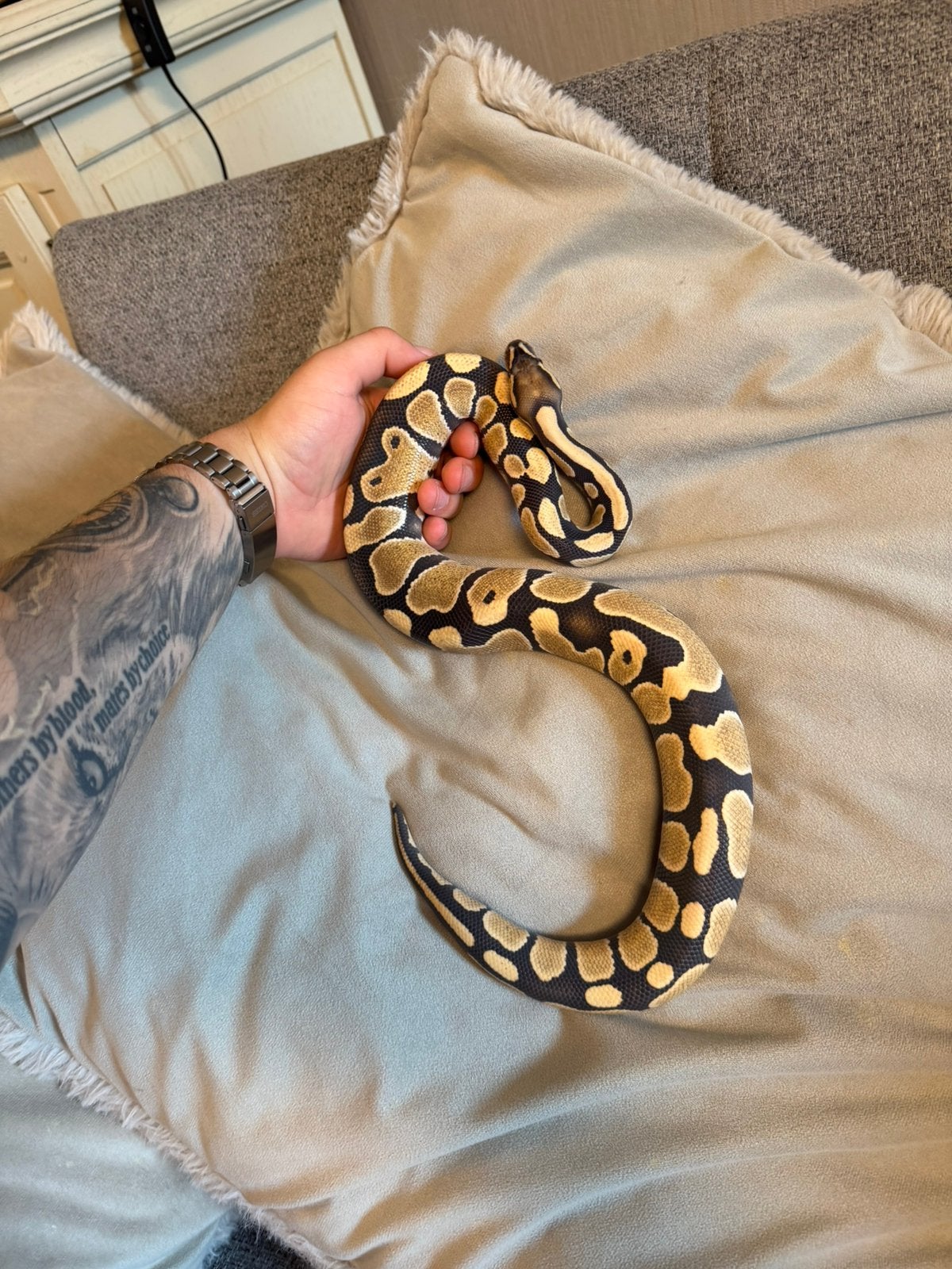 Koningspython - 1.0 HYPO DESERT GHOST Ball Python photo 2