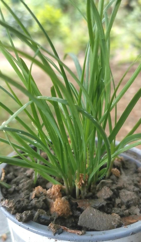 Ciboulette chinoise ou Allium tuberosum, Jardin & Terrasse, Plantes | Jardin, Herbes, Été, Enlèvement, Plante fixe