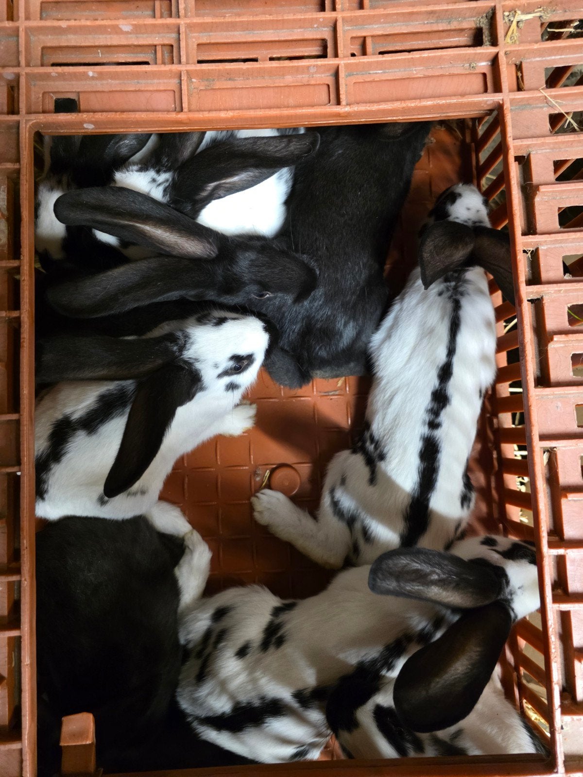 Lotharige reuze Vlinders, Dieren en Toebehoren, Konijnen