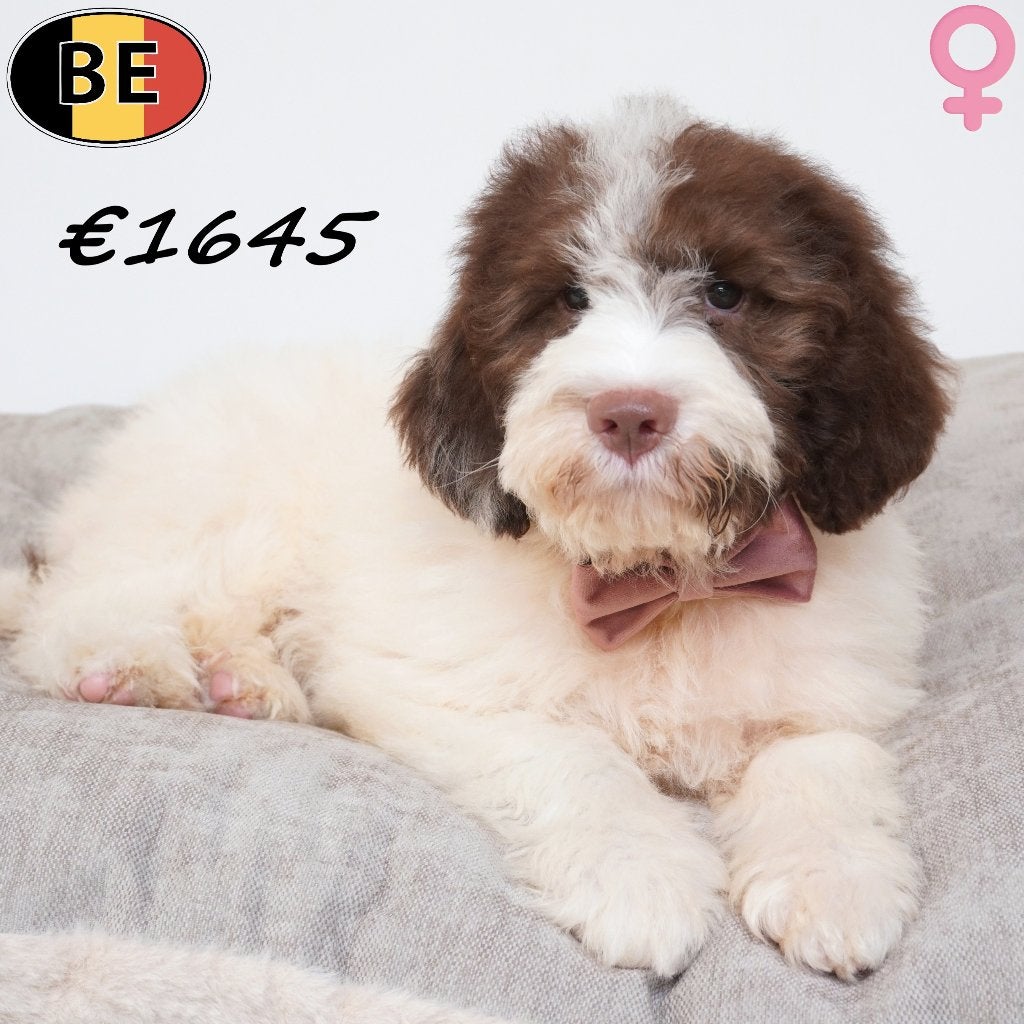 Lagotto Romagnolo, vrolijke en speelse pups te koop, Dieren en Toebehoren, België, CDV (hondenziekte), 8 tot 15 weken, Meerdere