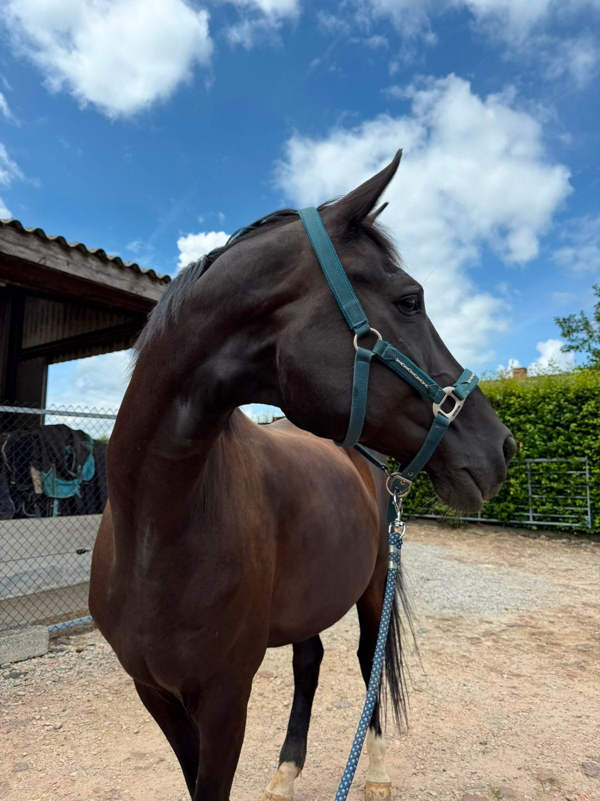Aangeboden / in ruil, Animaux & Accessoires, Chevaux, ZZ, 175 cm ou plus, 11 ans ou plus, Cheval de saut