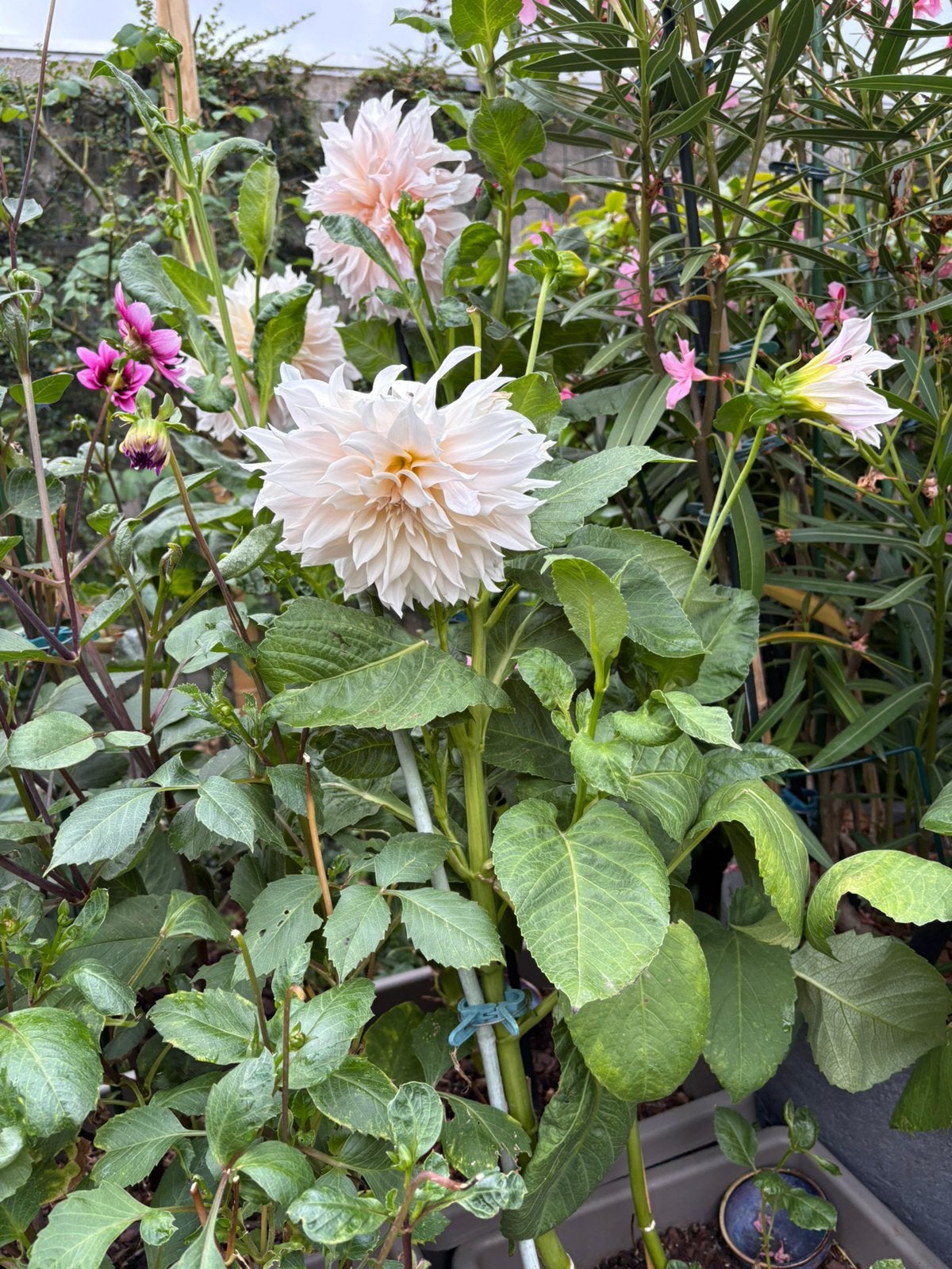 Dalia’s vijf potten, Tuin en Terras, Ophalen, Najaar, Knol