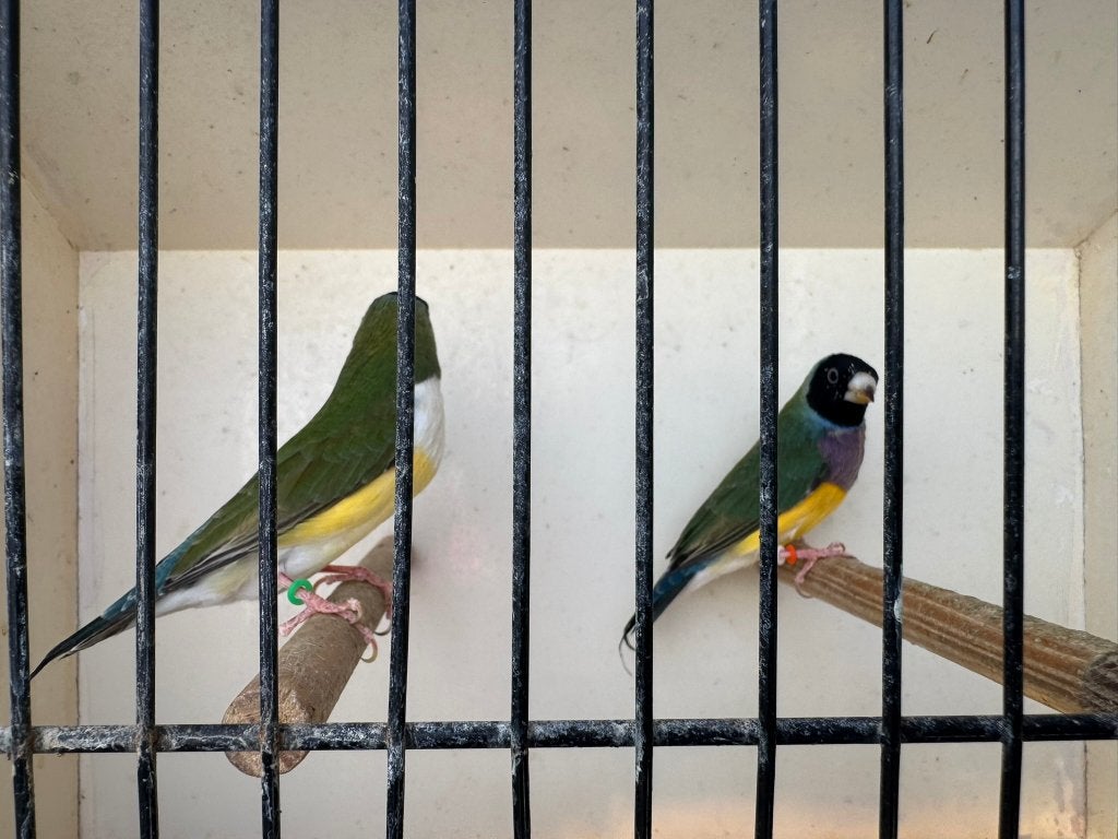 Koppel wildkleur Gouldamadine/goulds te koop ( Koppel 3 ), Dieren en Toebehoren, Vogels | Overige Vogels