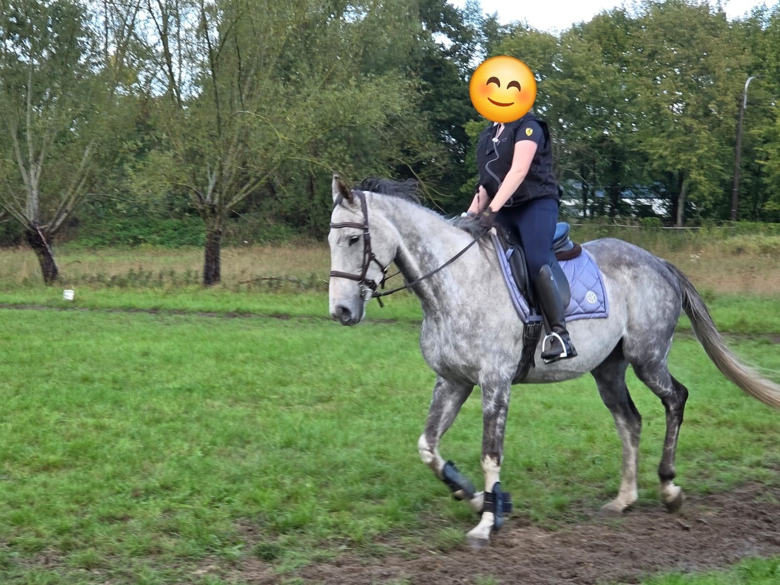 7 jarige merrie met papieren, Animaux & Accessoires, Chevaux, Jument, B, 165 à 170 cm, 7 à 10 ans, Cheval de récréation, Avec pedigree