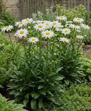 Leucantheum of Grote Margriet, Tuin en Terras, Ophalen, Zomer, Vaste plant, Volle zon