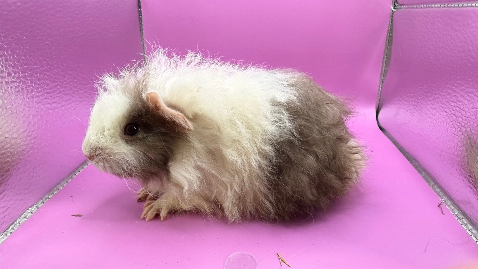 Cavia, Cobaye Texel femelle bébé, Animaux & Accessoires, Août, Domestique, Cobaye, Femelle