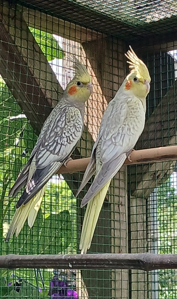 Jonge Valkparkieten te koop, Plusieurs animaux, Perruche