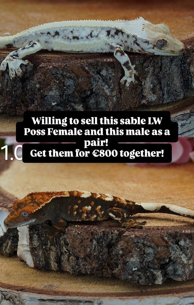 1.1 Toekomstig koppel Wimpergekko's Sable LW x Harlequin, Dieren en Toebehoren, Hagedis, Tam, 0 tot 2 jaar