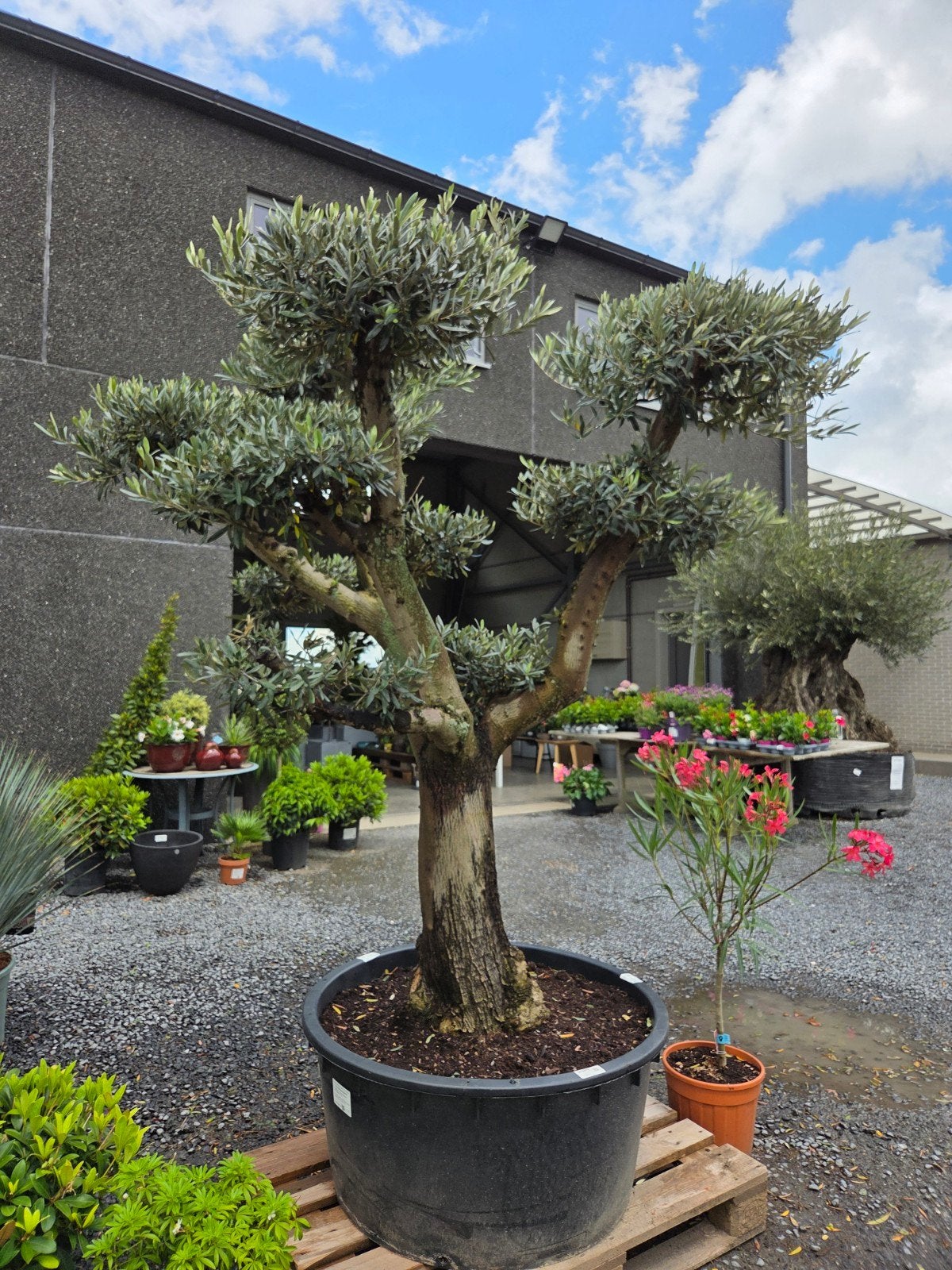 Olijfboom Olea Europaea ponpon, Tuin en Terras, Ophalen, Olijfboom