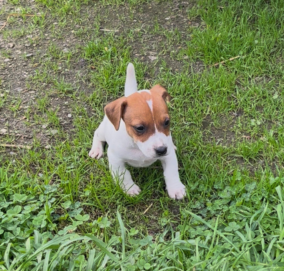 Jack Russell pups, Dieren en Toebehoren, België, Fokker | Hobbymatig, Jack Russell Terriër, 8 tot 15 weken