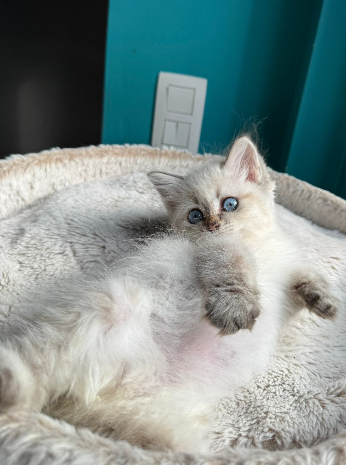Neva masquerade ( Siberische color point) kitten te koop, Plusieurs animaux, Avec pedigree, 0 à 2 ans