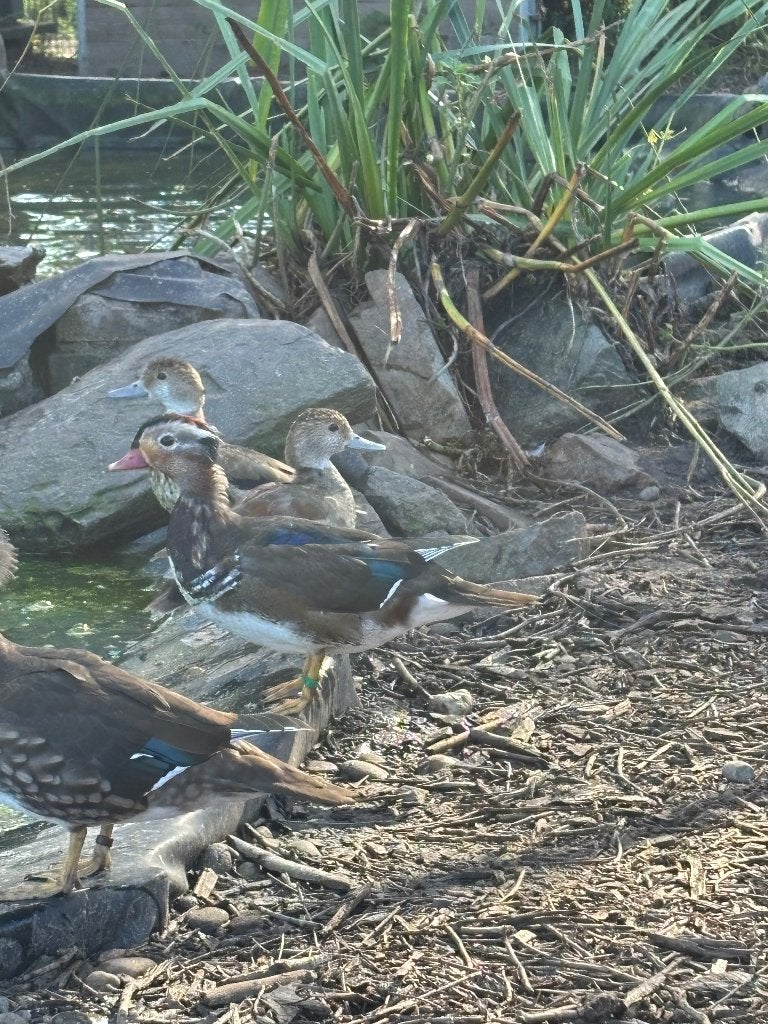 Mandarijneend, Animaux & Accessoires, Mâle, Canard