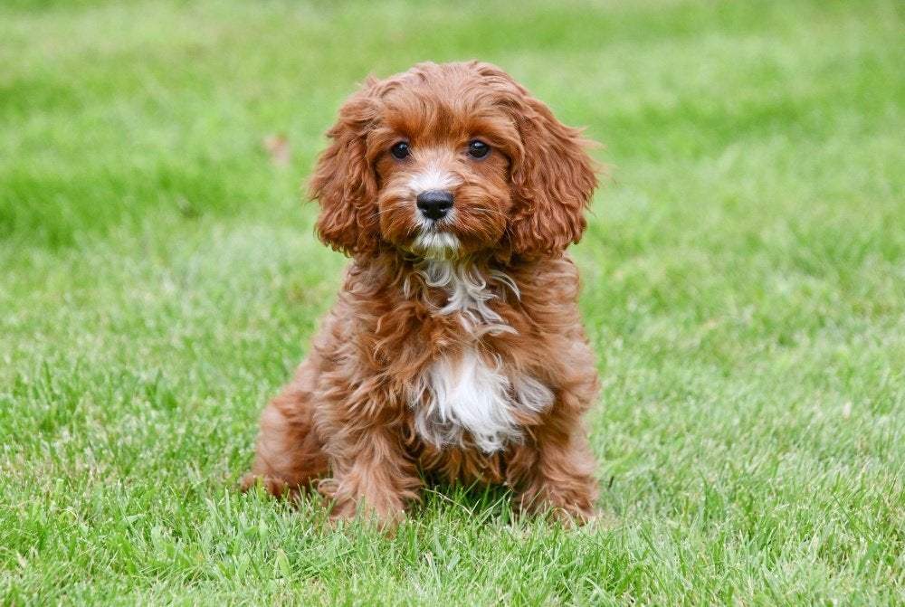 Chiots Cavapoo à vendre, 15 semaines à 1 an, Petit, Plusieurs animaux, Éleveur | Professionnel