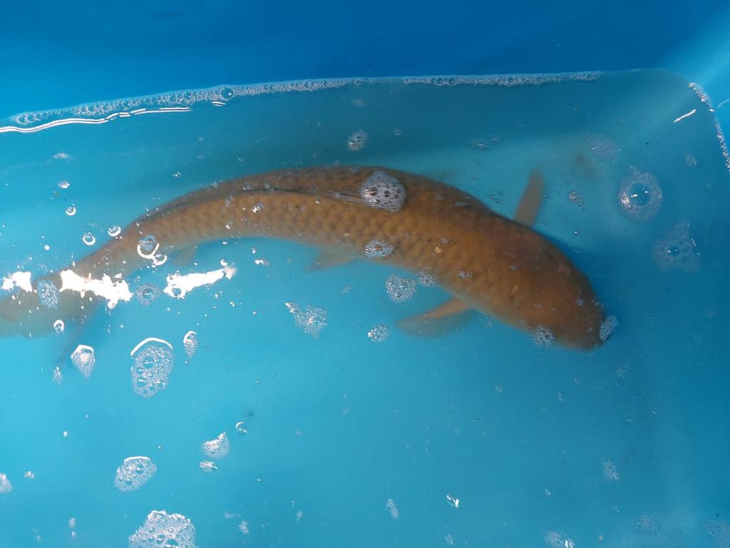 3 Japanse kois, Dieren en Toebehoren