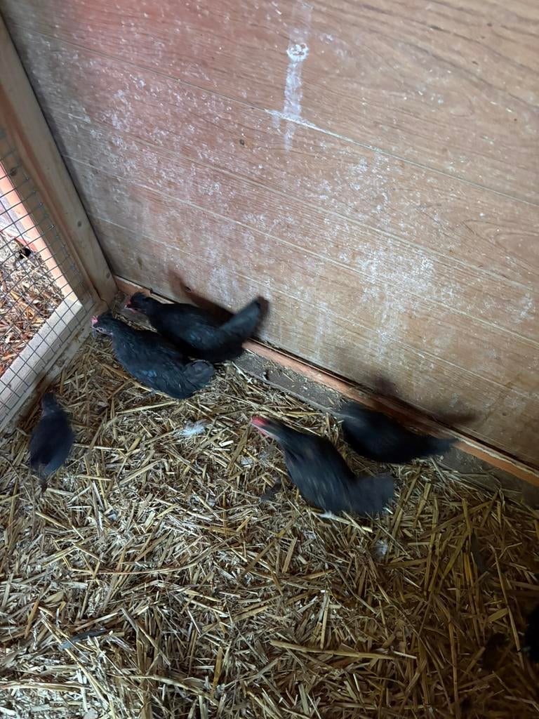 10 kippen mix, Dieren en Toebehoren, Meerdere dieren, Kip