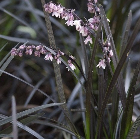 Zwart gras of Slangenbaard (Ophiopogon)., Tuin en Terras, Ophalen, Gras