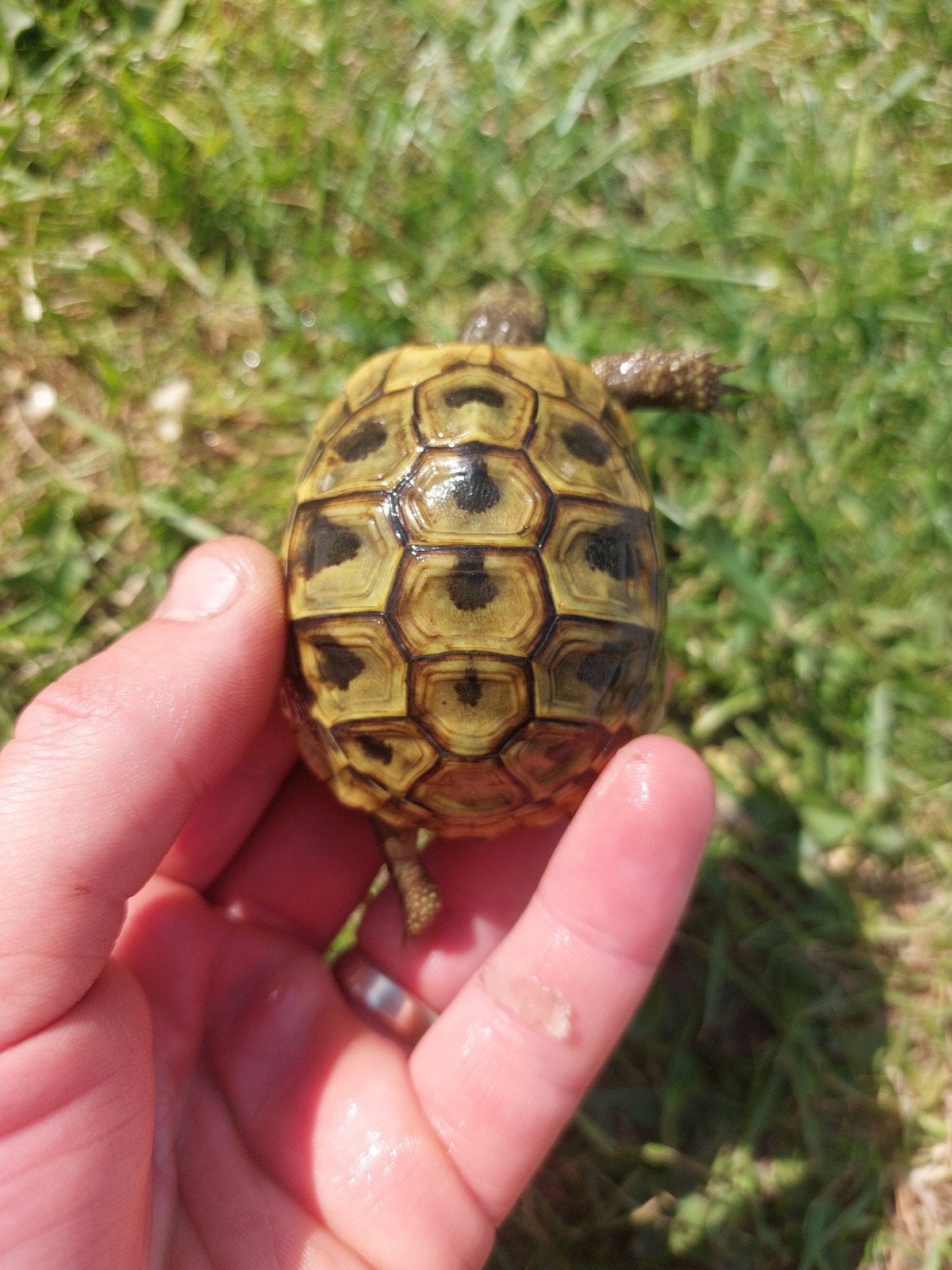 Laatste testudo hermanni boettgeri nk23 / griekse landschild, Dieren en Toebehoren, Reptielen en Amfibieën