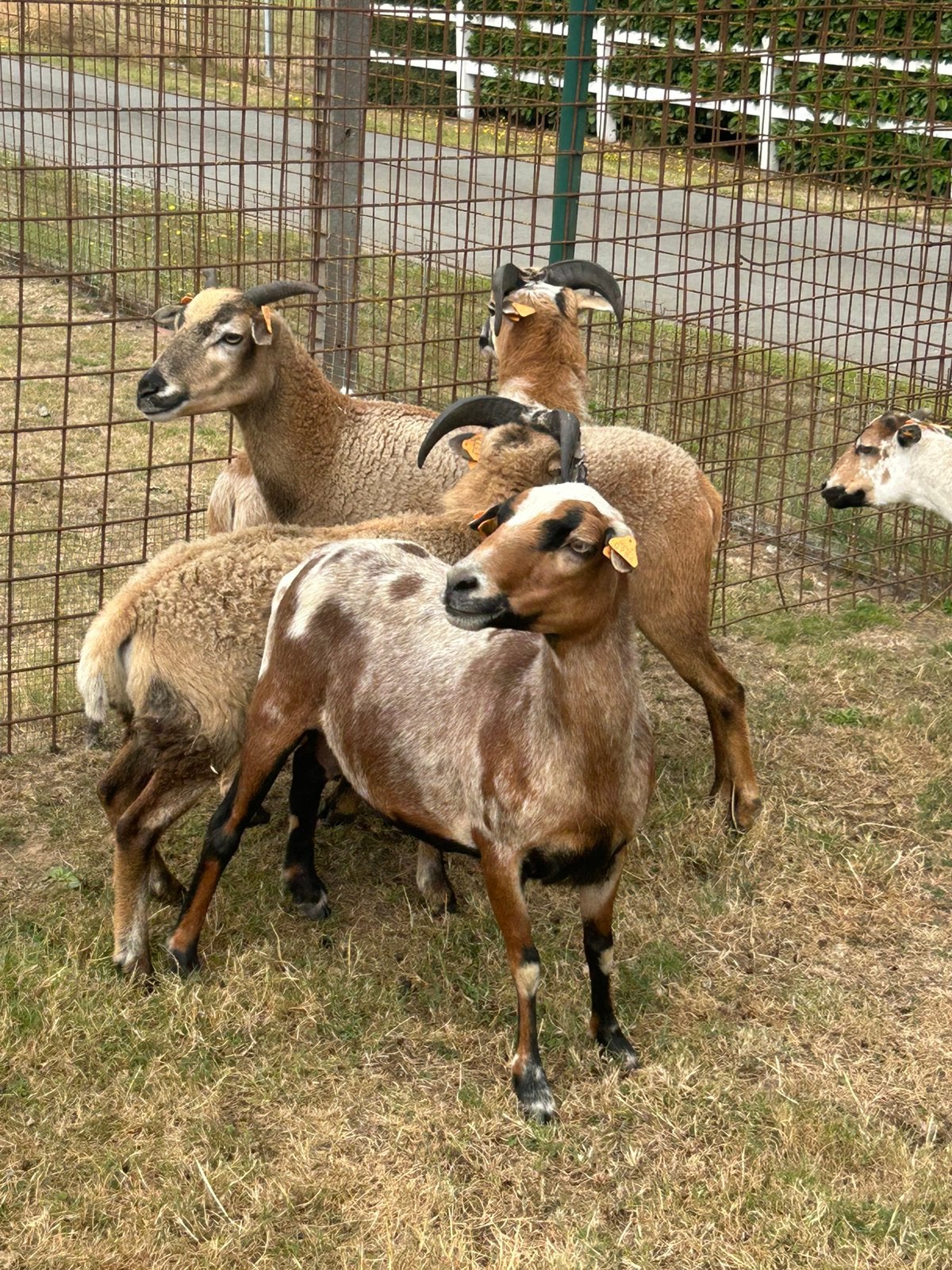 Prachtige kameroen schapen, Meerdere dieren, Schaap