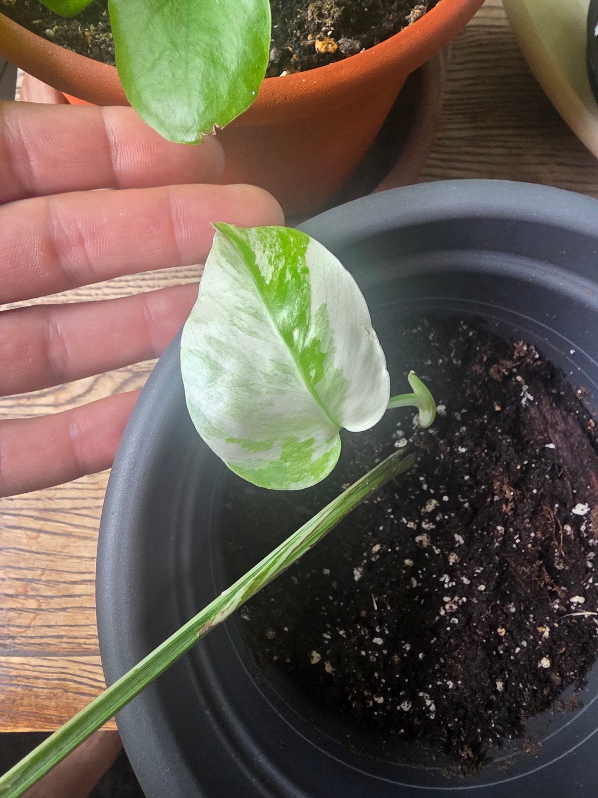 monstera, Jardin & Terrasse, Enlèvement