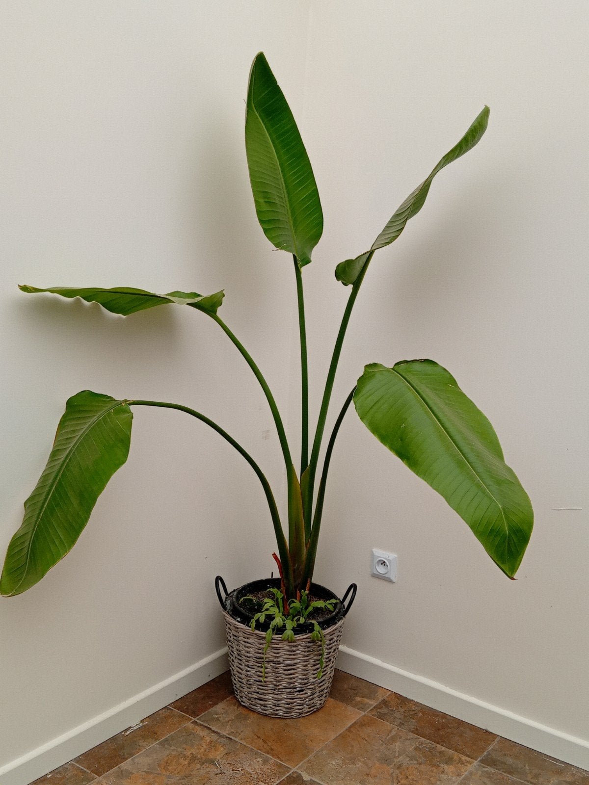 strelitzia reginae, Enlèvement