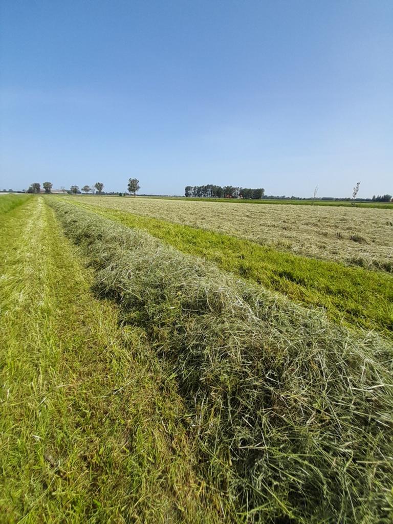Voordroog, italiaans raaigras nog te persen