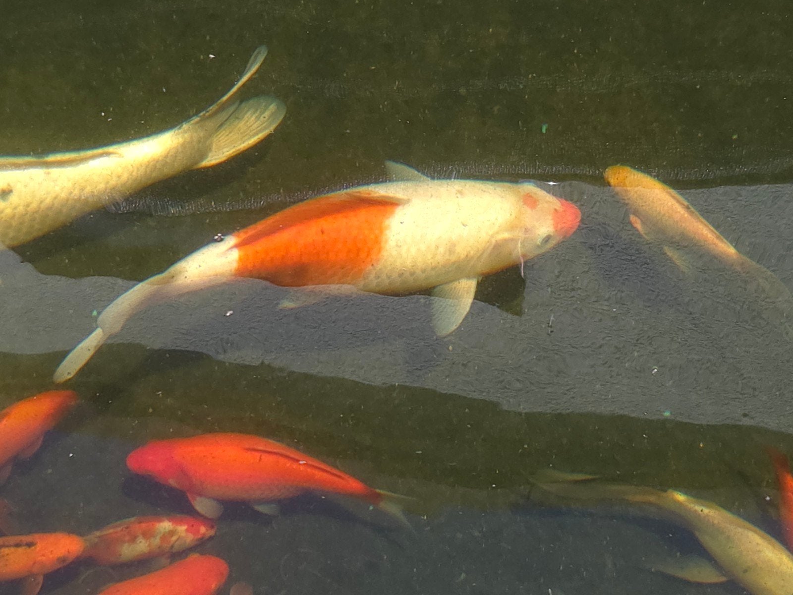 Koi israel +/- 40cm
