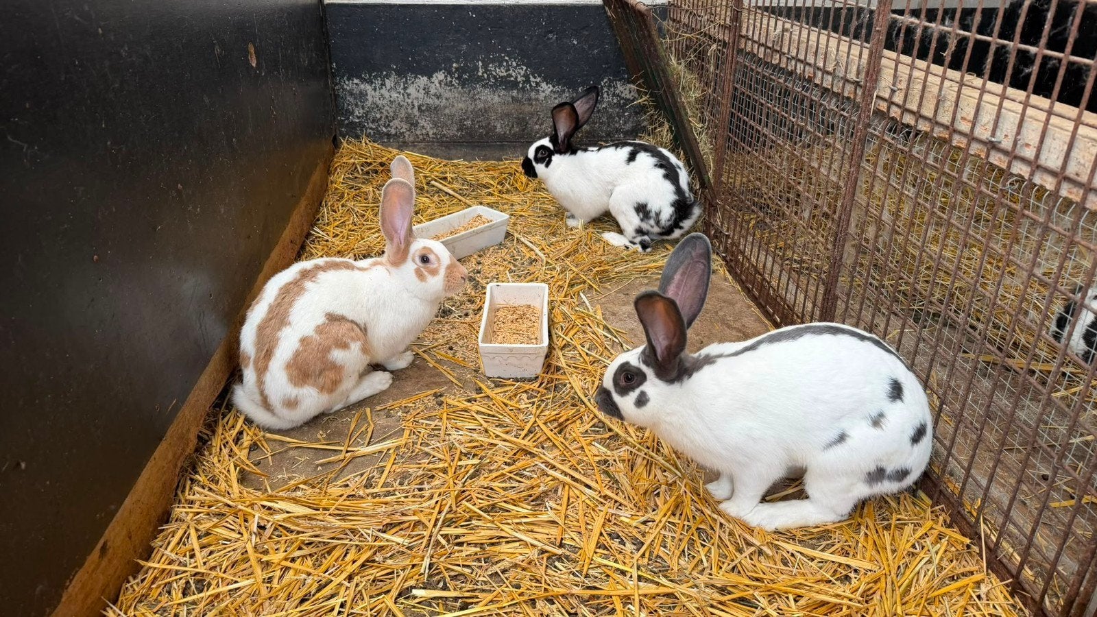 Groot Lothariger vlinder konijnen, Dieren en Toebehoren, Konijnen, Groot