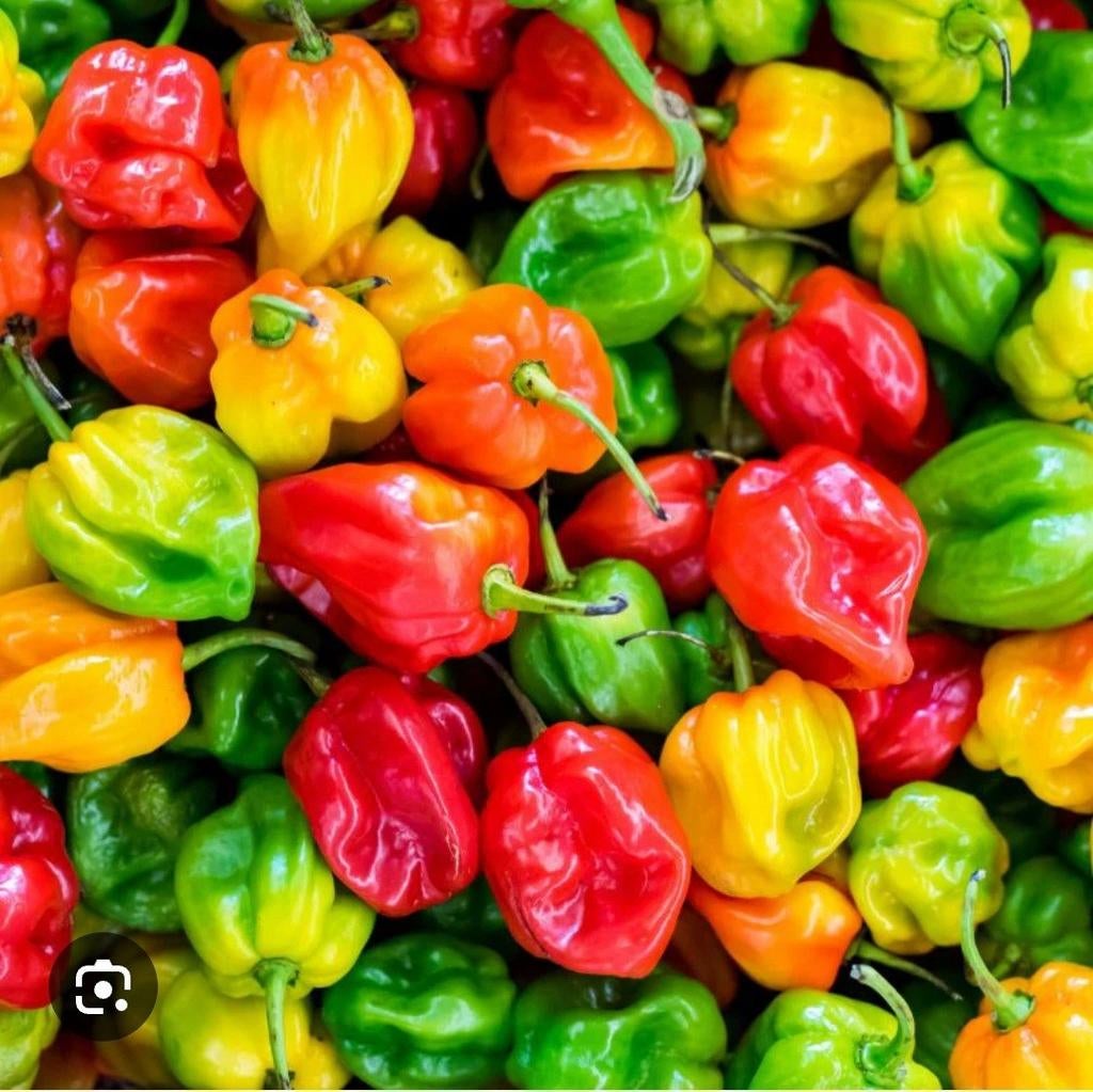 Graines de piment Habanero, 10 pièces pour 1 euro, Jardin & Terrasse, Enlèvement ou Envoi