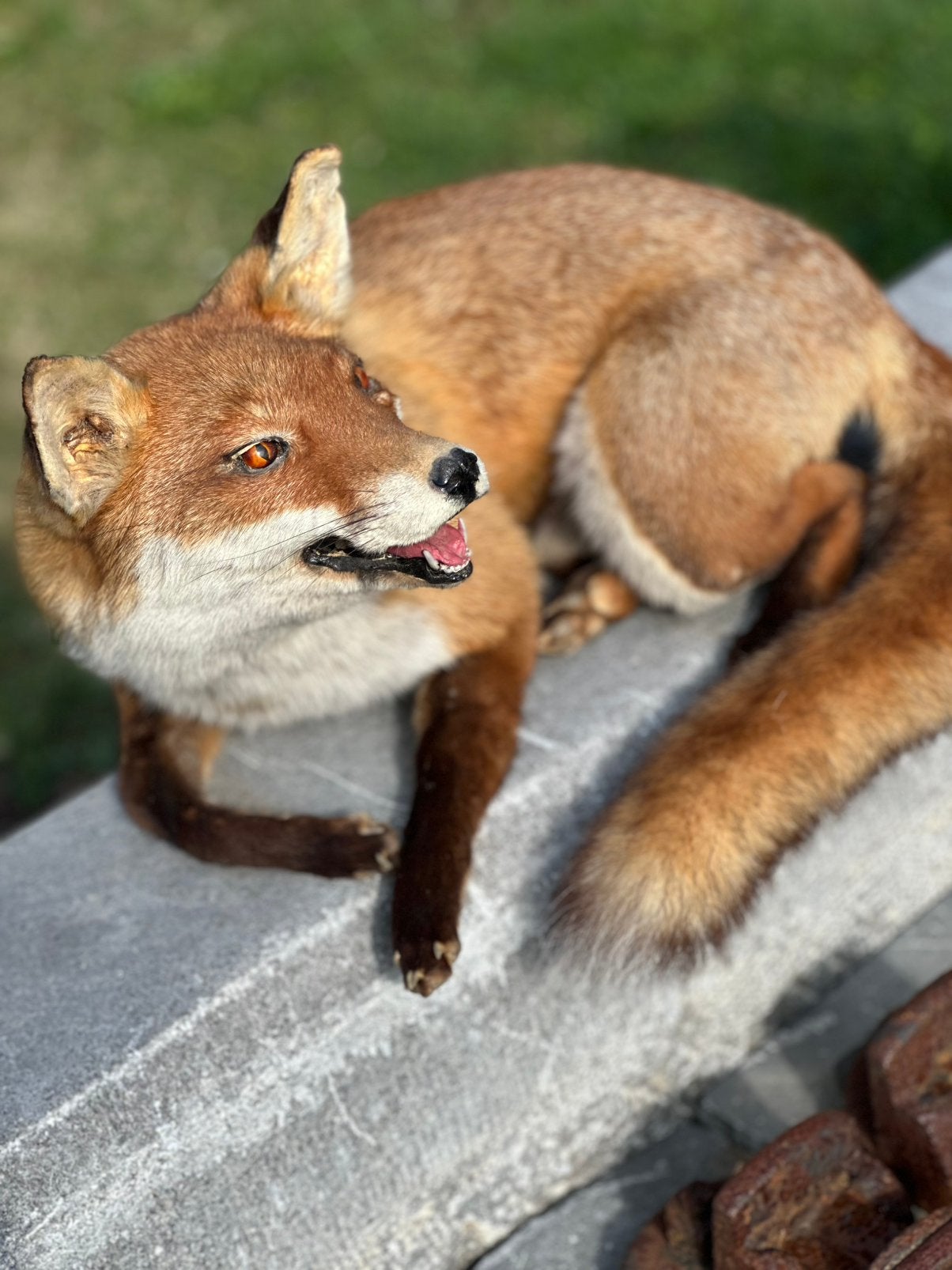 Vos taxidermie prachtig, Ophalen