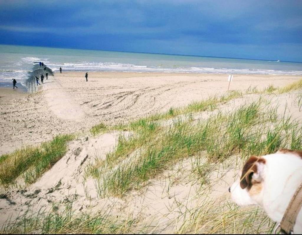 App te huur zeedijk Westende/Middelkerke/gar en strandcab, Immo
