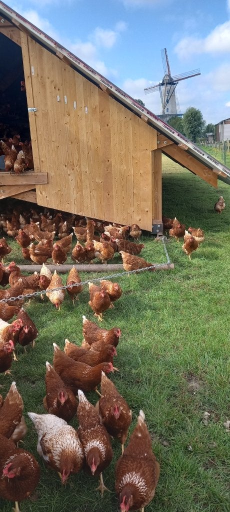 Oeufs, Enlèvement