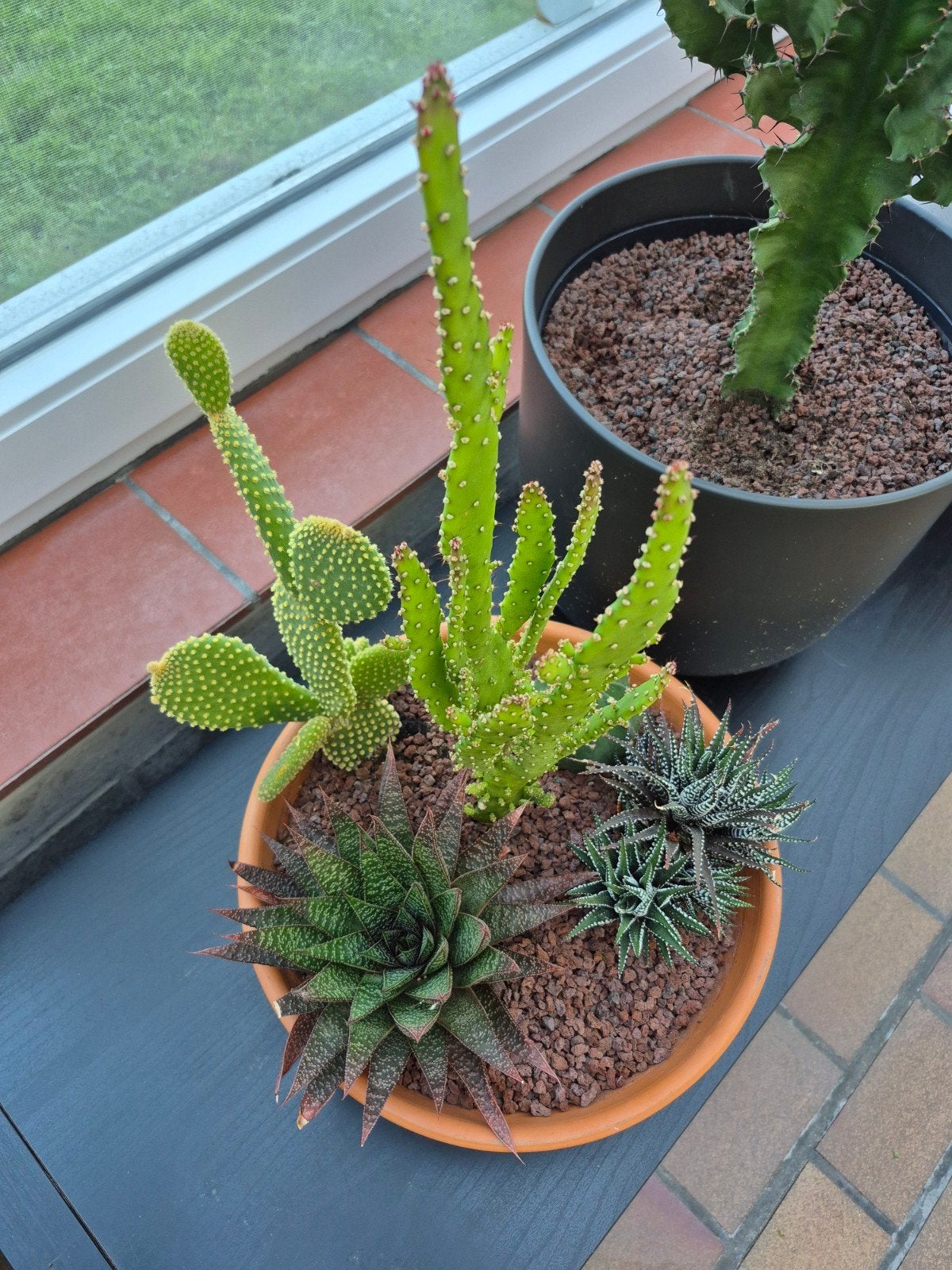 Schaal met cactus/vetplant mix, Ophalen, Cactus