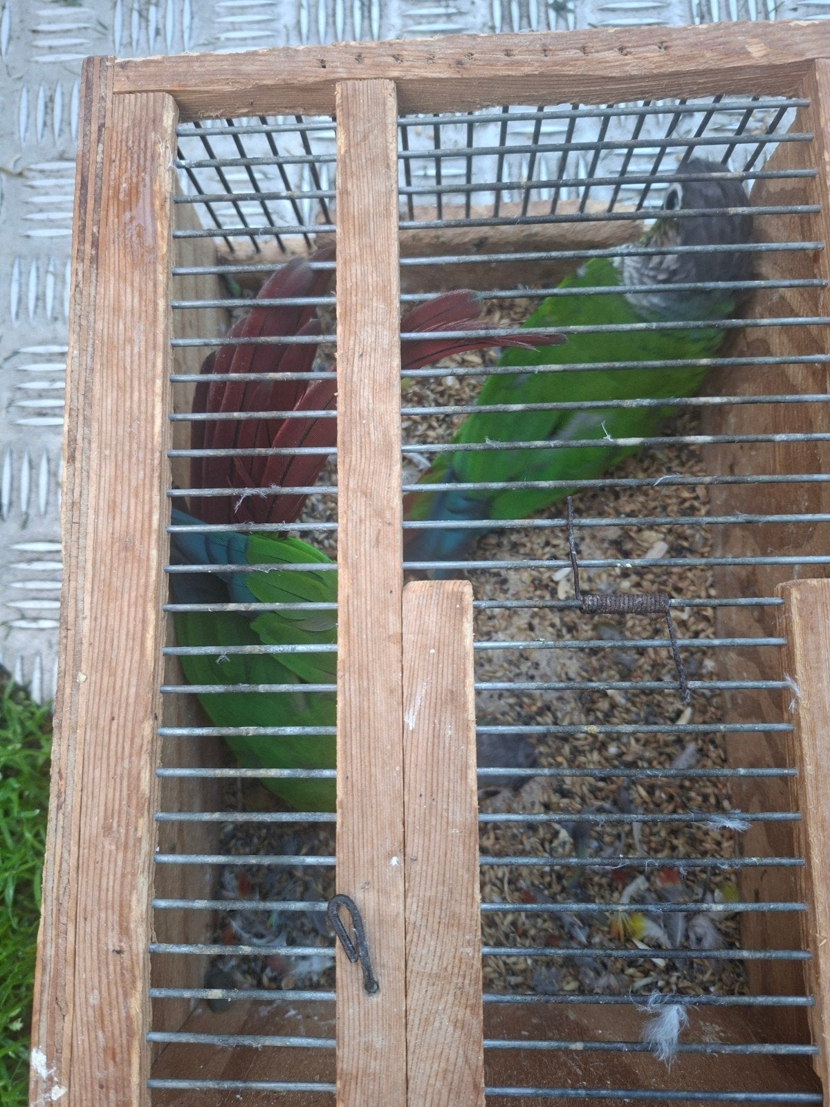 phyrura  kweekkoppel 23  60euro koppel, Dieren en Toebehoren
